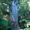 Yakas tree Waipoua Forest Hokianga