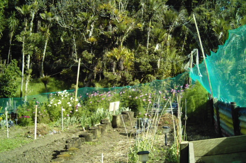 Vegetable gardens at Waiotemarama Falls Lodge