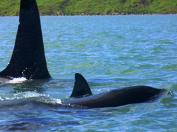 Orca in Hokianga Harbour