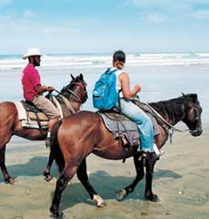 Horseriding the bush and beach of the Hokianga