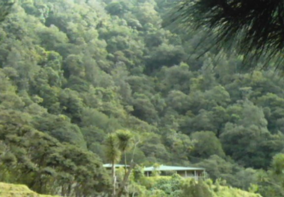 The Lodge is nestled in the dense native forest.